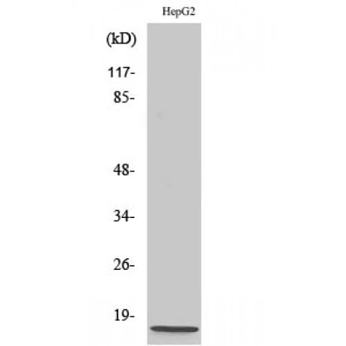 IHC-plus™ NDUFA4 Antibody (10-90 aa, C-terminal)