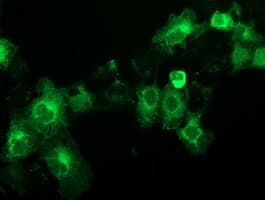 BECN1 / Beclin-1 Antibody (clone OTI3C3)