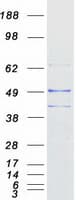 Human PROKR1 Protein (Recombinant Myc-DDK (Flag))