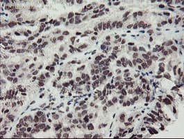 MLF2 Antibody (clone OTI1E3)