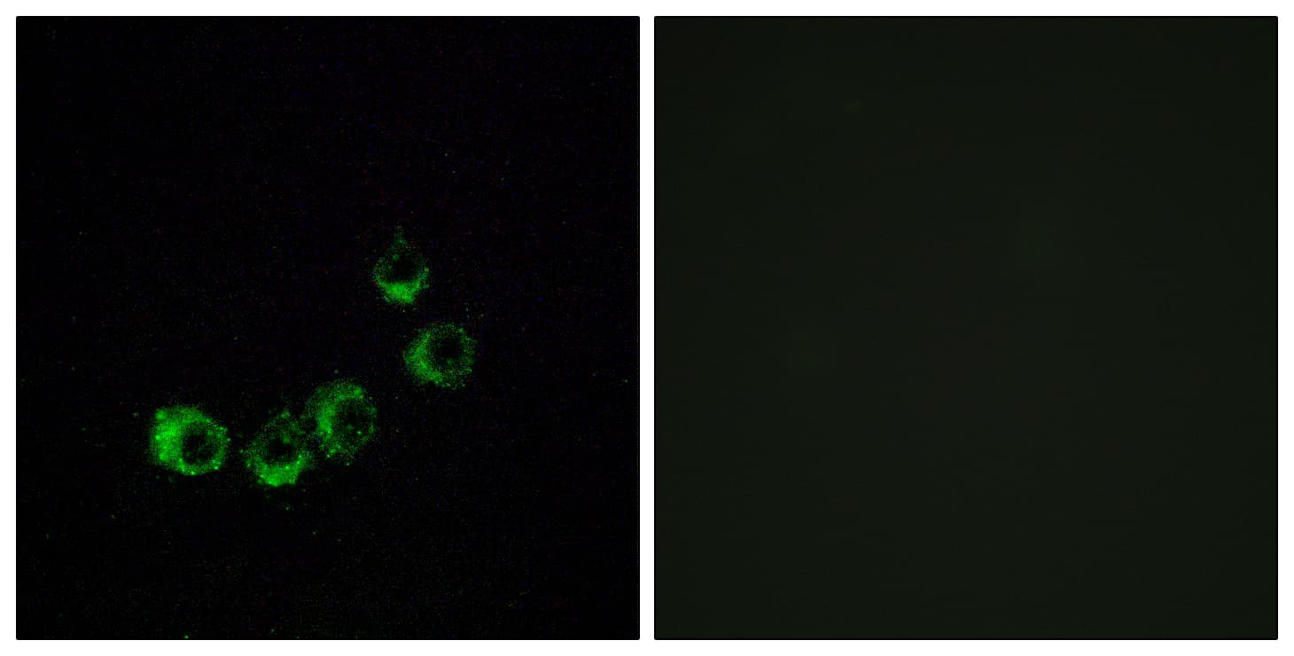 Polyclonal Rabbit anti-Human OR10A5 Antibody (aa200-249, IF)