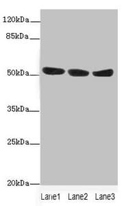 KYNU Antibody