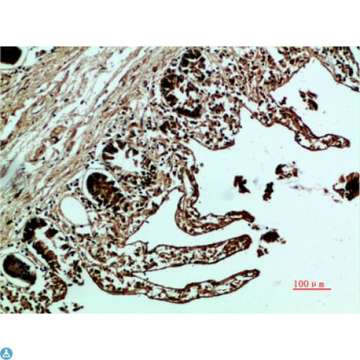 FN1 / Fibronectin Antibody