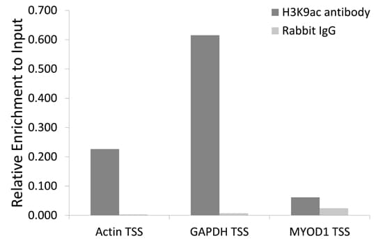 Histone H3 Antibody (Acetyl-Lys9)