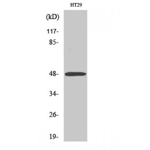 ABHD2 Antibody (220-300 aa, Internal)