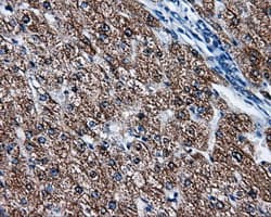 FAHD2A Antibody (clone OTI5A7)