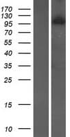WDR59 Protein (Over-Expression Lysate Myc-DDK (Flag))