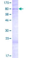 Human KRBA2 Protein (Recombinant GST)