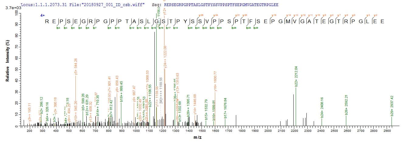 Human NRL Protein (Recombinant 10His, N-terminus + Myc, C-terminus)