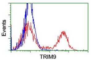 SPRING / TRIM9 Antibody (clone OTI2A9)