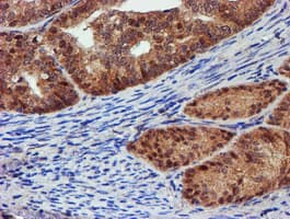 PSMD2 Antibody (clone OTI1G6)