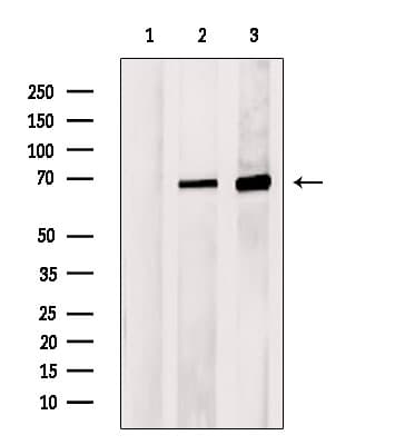 NR1H4 / FXR Antibody