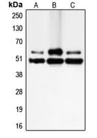 CFLAR / FLIP Antibody (N-Terminus)