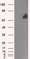 LTA4H / LTA4 Antibody (clone OTI9C5, Carrier-free)