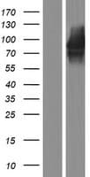 CDH22 / Cadherin 22 Protein (Over-Expression Lysate Myc-DDK (Flag))