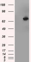 KIAA0153 / TTLL12 Antibody (clone OTI2H10)