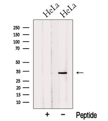 NABP2 Antibody