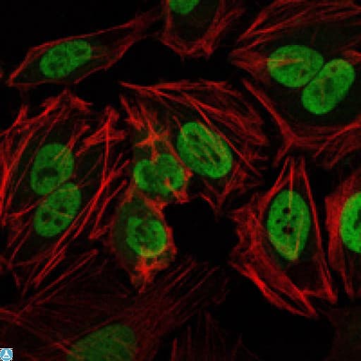 PRKDC / DNA-PKcs Antibody