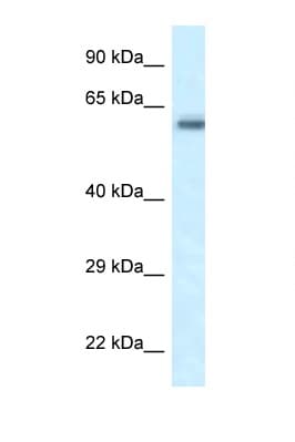 FRMD5 Antibody (aa75-124)