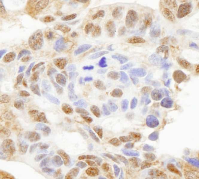 HDAC7 Antibody (aa902-952)