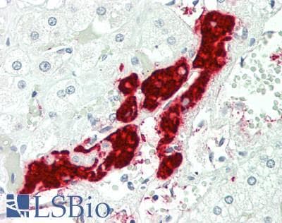 IHC-plus™ BAD Antibody