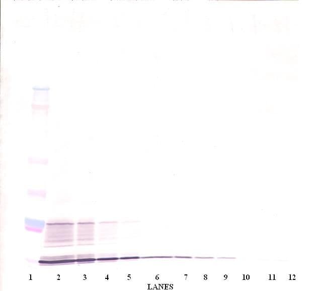 IL15 Antibody