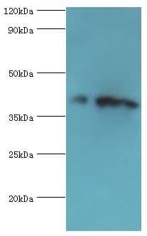 CSNK1A1L Antibody (aa1-337)