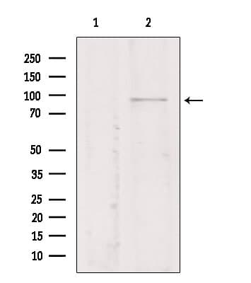 TMEM173 / STING Antibody