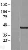 DUSP5 Protein (Over-Expression Lysate Myc-DDK (Flag))