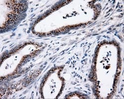 MCL1 / MCL 1 Antibody (clone OTI9D7)