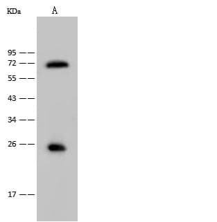 Polyclonal Rabbit anti-Mouse USAG1 / SOSTDC1 Antibody (Preservative Free, WB)