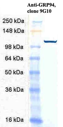 HSP90B1 / GP96 / GRP94 Antibody (clone 9G10)