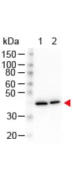 Monoclonal Mouse anti-Human ACTB / Beta Actin Antibody (clone 3H2.E4.E12, N-Terminus, IHC, WB)