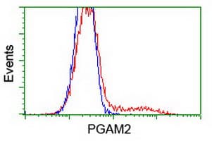 IHC-plus™ PGAM2 Antibody (clone 4E9)