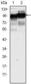 PathPlus™ CD44 Antibody (clone 8E2F3)