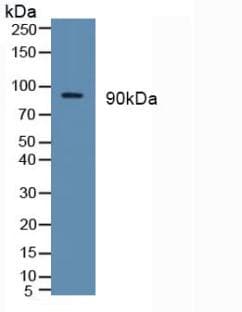 TLR2 Antibody (aa47-245)