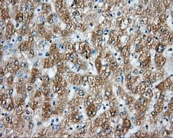 ARNT / HIF-1-Beta Antibody (clone OTI1A1)