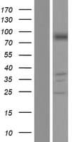 PNPT1 Protein (Over-Expression Lysate Myc-DDK (Flag))