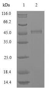 Honeybee Mrjp1 Protein (Recombinant 10His, N-terminus)