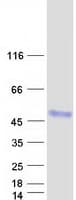 Human CTSZ / Cathepsin Z Protein (Recombinant Myc-DDK (Flag))