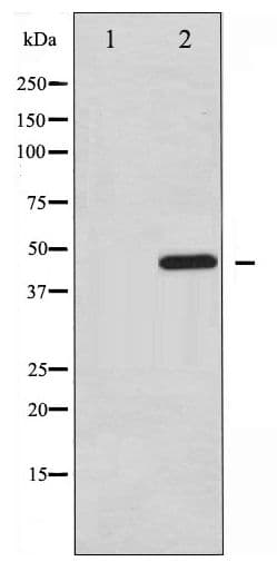 PTP1B Antibody (phospho-Ser50)