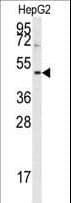 Polyclonal Rabbit anti-Human AURKB / Aurora-B Antibody (aa6-35, IHC, WB)