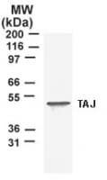 IHC-plus™ TNFRSF19 / TROY Antibody (aa29-44)