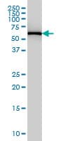 IHC-plus™ FARSB Antibody (clone 2F11)
