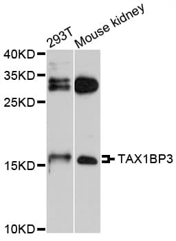 Polyclonal Rabbit anti-Human TAX1BP3 Antibody (IHC, WB)