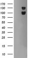 USP7 / HAUSP Antibody (clone OTI1B2)