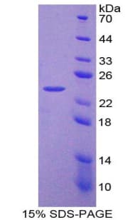 Dog LIF Protein (Recombinant His-T7)