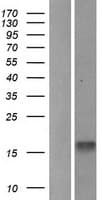 MLANA / Melan-A Protein (Over-Expression Lysate Myc-DDK (Flag))