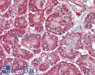 IHC-plus™ REG3G Antibody
