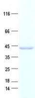 Human IK3-1 / CABLES1 Protein (Recombinant His, N-Terminal)